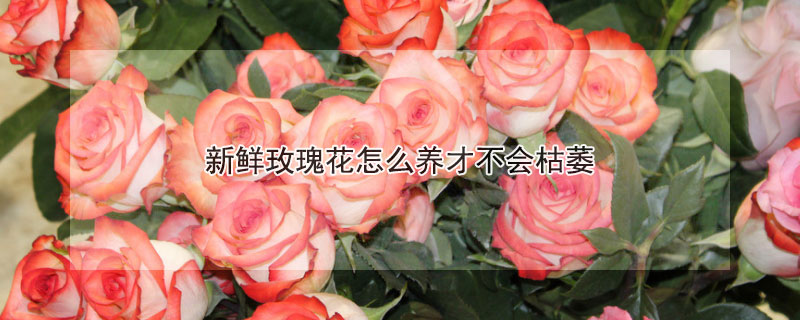 新鲜玫瑰花怎么养才不会枯萎 玫瑰花怎样才不会枯萎