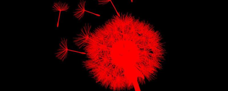 红色蒲公英的花语(红色蒲公英的花语图片)