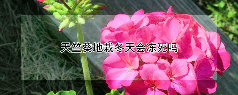 天竺葵地栽冬天会冻死吗 天竺葵冬天放室外会不会冻死