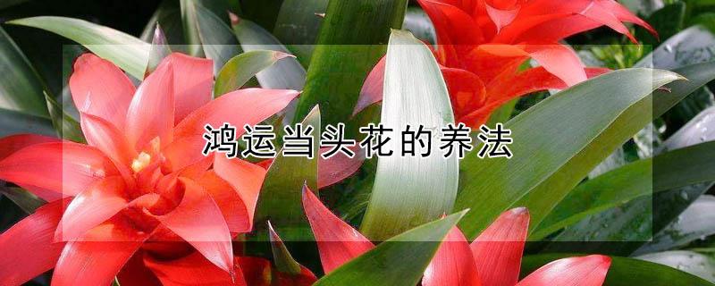 鸿运当头花的养法 鸿运当头花怎么养