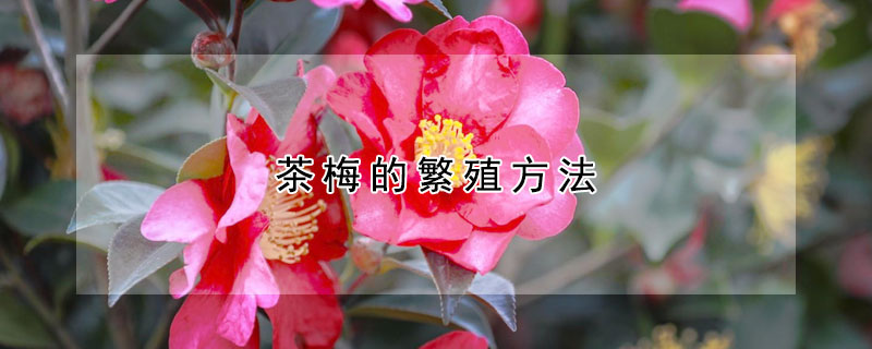 茶梅的繁殖方法（茶梅的繁殖方法和注意事项）