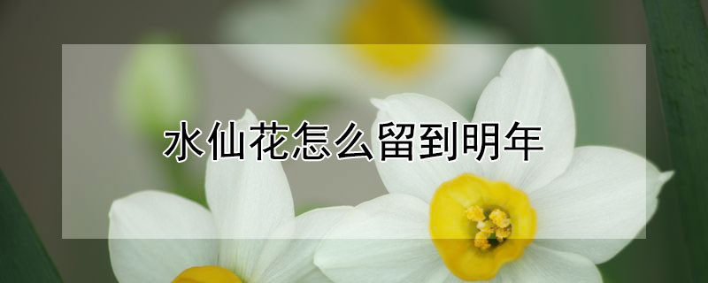 水仙花怎么留到明年 水仙花怎么留种