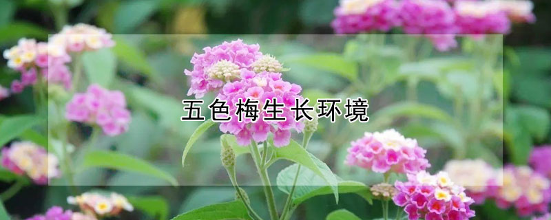 五色梅生长环境（五色梅的生活环境）