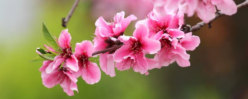 桃花的寓意（桃花的寓意和花语）
