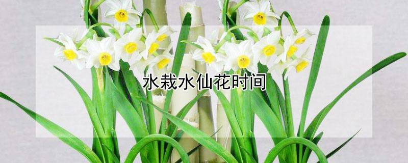 水栽水仙花时间 水仙花移栽时间