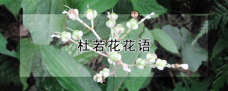 杜若花花语 杜若花寓意