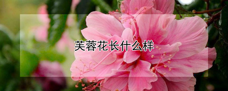 芙蓉花长什么样（芙蓉花长什么样什么颜色）