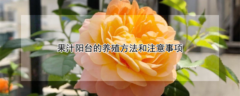 果汁阳台的养殖方法和注意事项 果汁阳台的养殖方法和注意事项汁