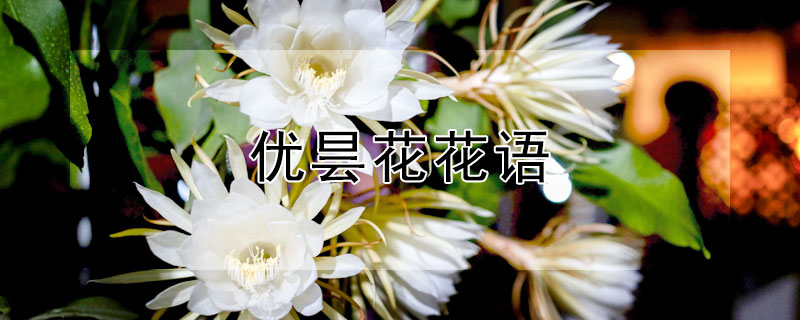 优昙花花语 优昙花的花语和象征意义
