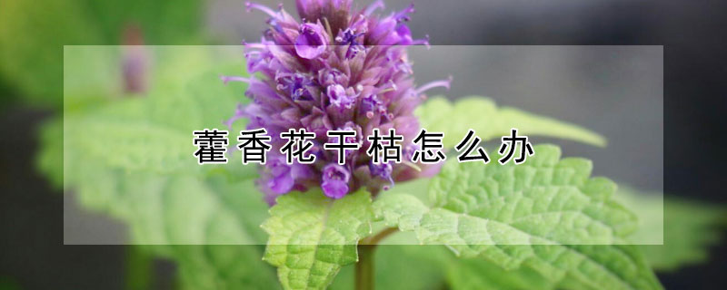 藿香花干枯怎么办 藿香叶子枯萎