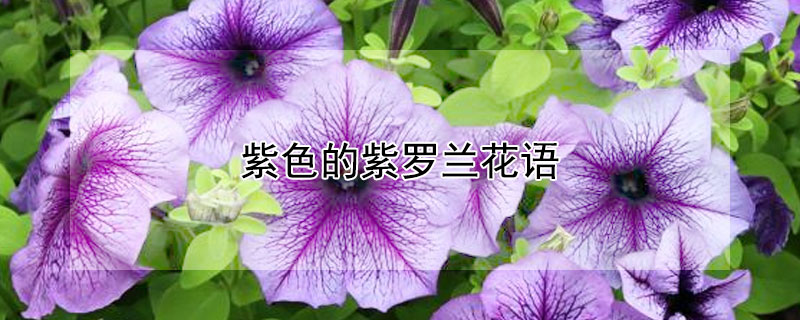 紫色的紫罗兰花语 紫色的紫罗兰花的花语是什么?