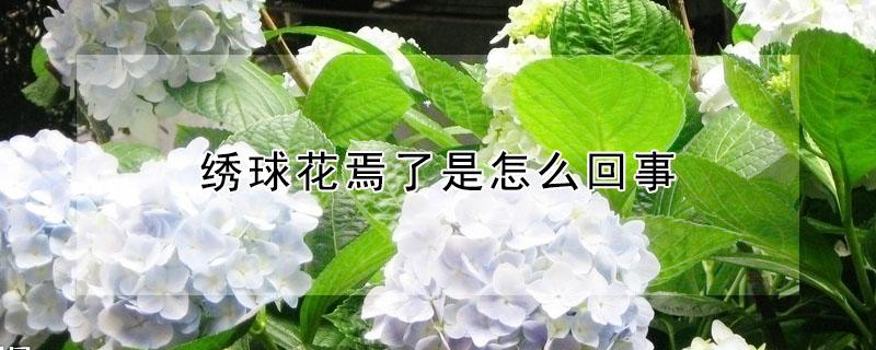 绣球花焉了是怎么回事(绣球为什么花总是要焉)