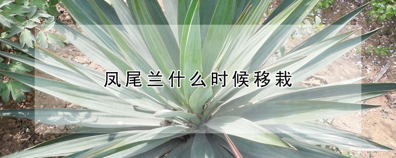 凤尾兰什么时候移栽 凤尾兰怎么种植