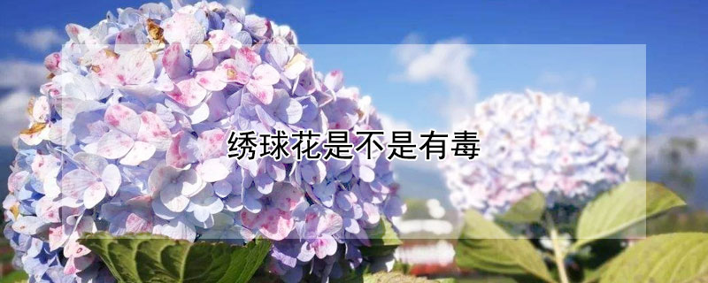 绣球花是不是有毒(绣球花是不是有毒?)
