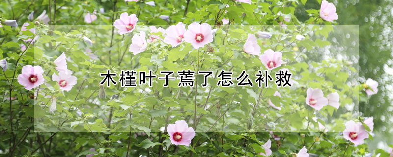 木槿叶子蔫了怎么补救 木槿叶子蔫了是怎么回事