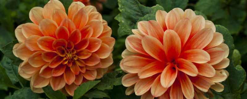 芍药花语（芍药花语情有独钟）