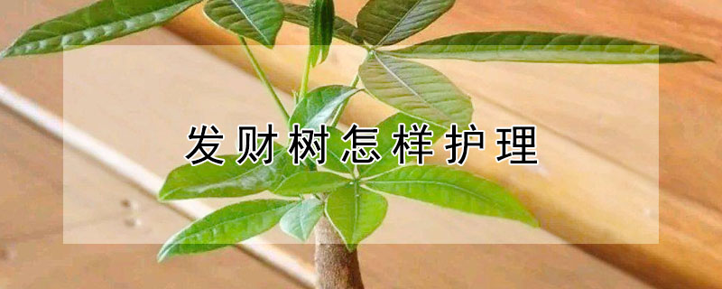 发财树怎样护理（发财树的日常护理）