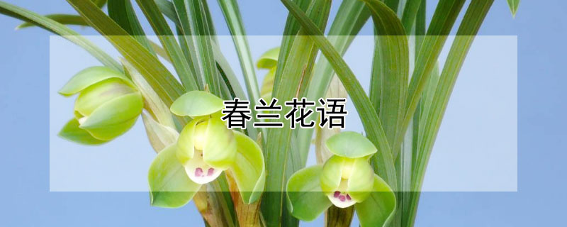 春兰花语（春兰花语是什么意思）