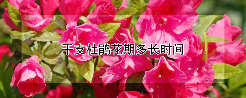干支杜鹃花期多长时间（干支杜鹃花开多久）