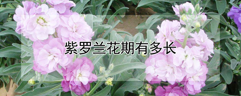 紫罗兰花期有多长 紫罗兰花的花期多长