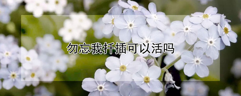 勿忘我扦插可以活吗(勿忘我能扦插吗)