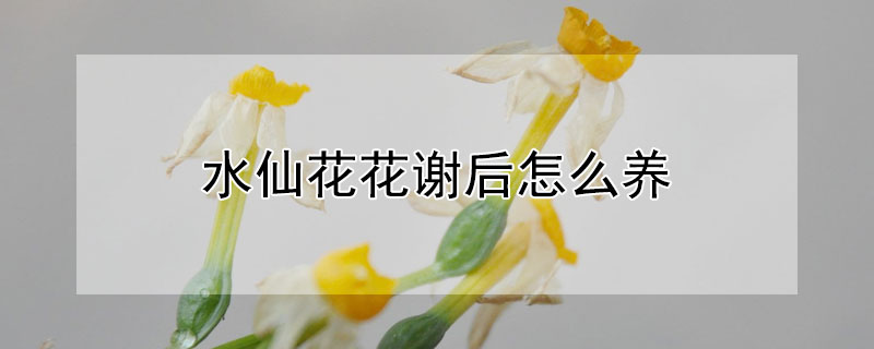 水仙花花谢后怎么养（水仙花谢了以后怎么养）