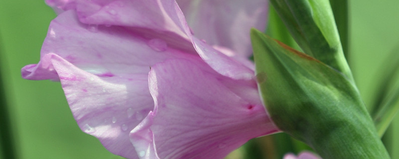 粉剑兰花语 粉剑兰花语和寓意