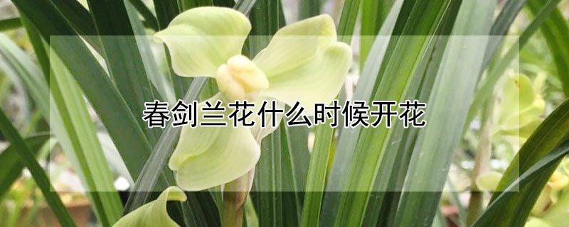 春剑兰花什么时候开花 春剑兰花几月出花芽