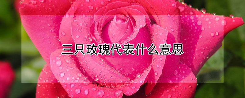 三只玫瑰代表什么意思 三朵玫瑰花代表什么意思