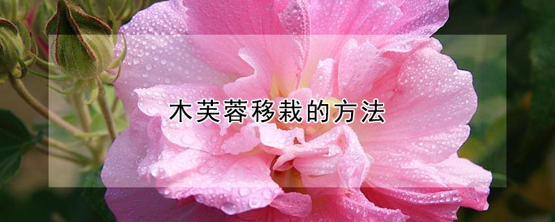 木芙蓉移栽的方法 木芙蓉什么时候移栽