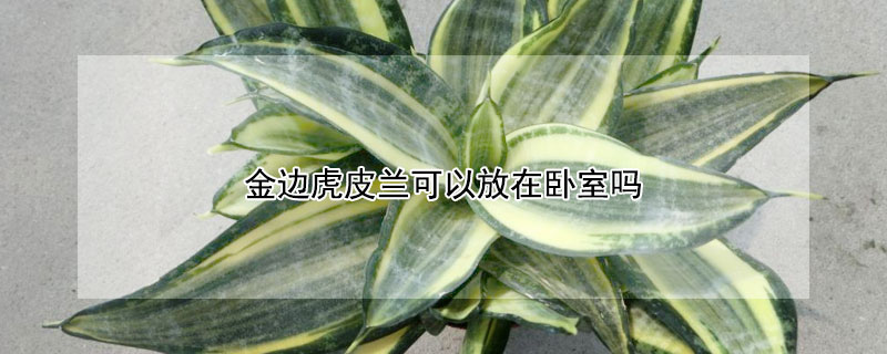 金边虎皮兰可以放在卧室吗（金边兰虎皮兰可以放卧室吗）