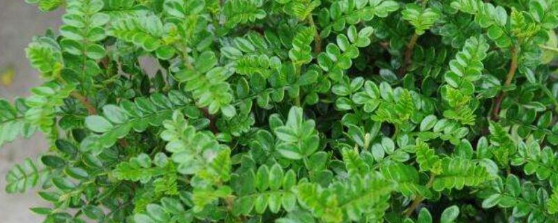 清香木的寓意 清香木的寓意和风水