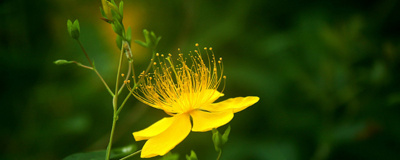 金丝桃代表什么（金丝桃代表什么意思）