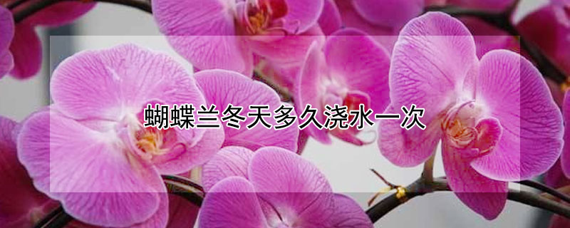 蝴蝶兰冬天多久浇水一次 蝴蝶兰冬季多久浇水一次