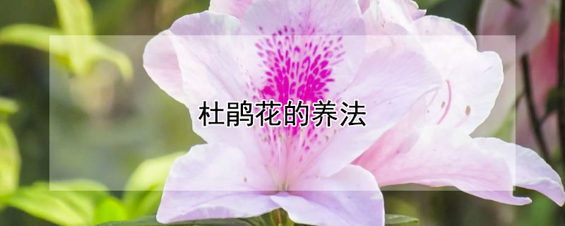 杜鹃花的养法（杜鹃花的养法和喜欢什么肥?）