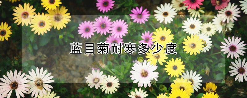 蓝目菊耐寒多少度 蓝目菊能耐多少度低温