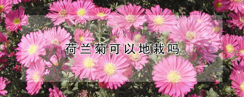 荷兰菊可以地栽吗 荷兰菊用什么土养