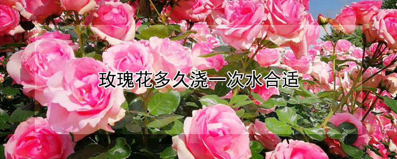 玫瑰花多久浇一次水合适（玫瑰花多久浇一次水,玫瑰花怎么浇水）