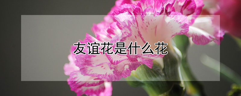 友谊花是什么花（友谊花是什么花送闺密）