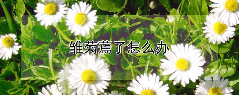 雏菊蔫了怎么办 雏菊有点蔫