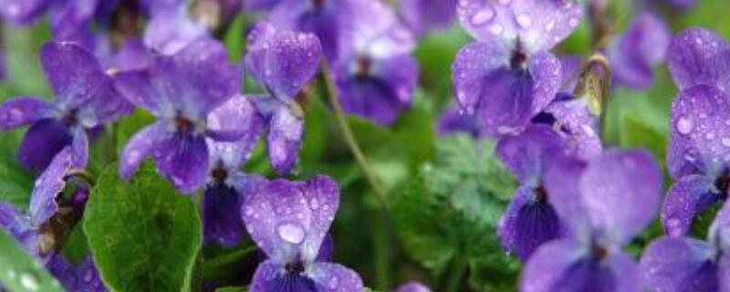 紫罗兰的花语（紫罗兰的花语是永恒的爱）
