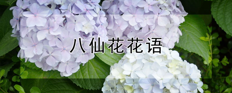 八仙花花语 八仙花花语花意