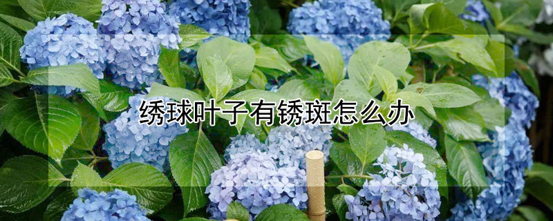 绣球叶子有锈斑怎么办 绣球花叶子长锈斑