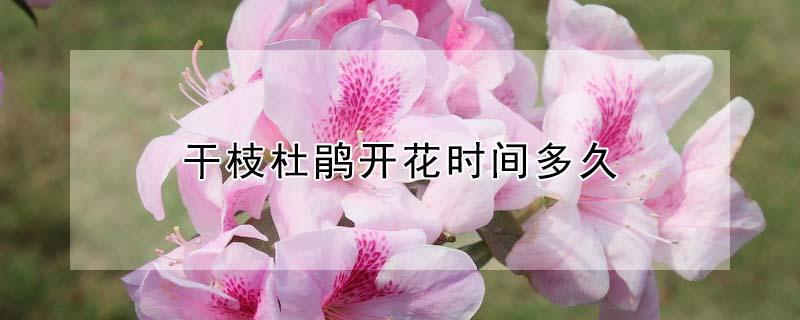 干枝杜鹃开花时间多久 干枝杜鹃花期