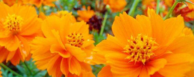 硫华菊花语 硫华菊花语是什么