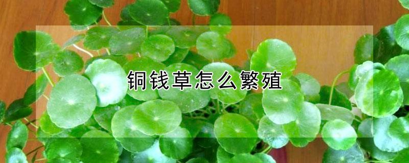 铜钱草怎么繁殖 铜钱草怎么繁殖水培