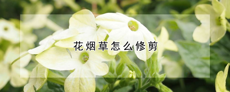 花烟草怎么修剪（烟草花怎么养）