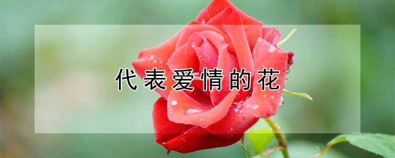 代表爱情的花(代表爱情的花语)