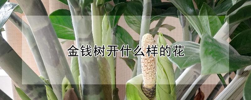 金钱树开什么样的花 金钱树开花什么样子的