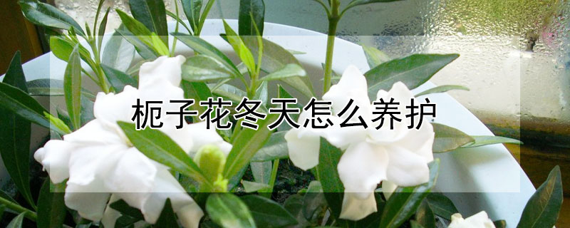 枙子花冬天怎么养护(栒子冬天怎么养护)